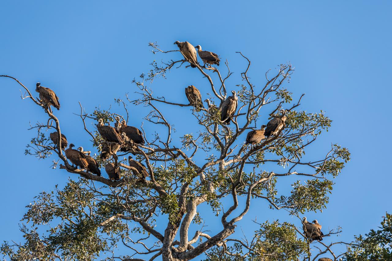 Palala Boutique Game Lodge And Spa Tom Burke Buitenkant foto