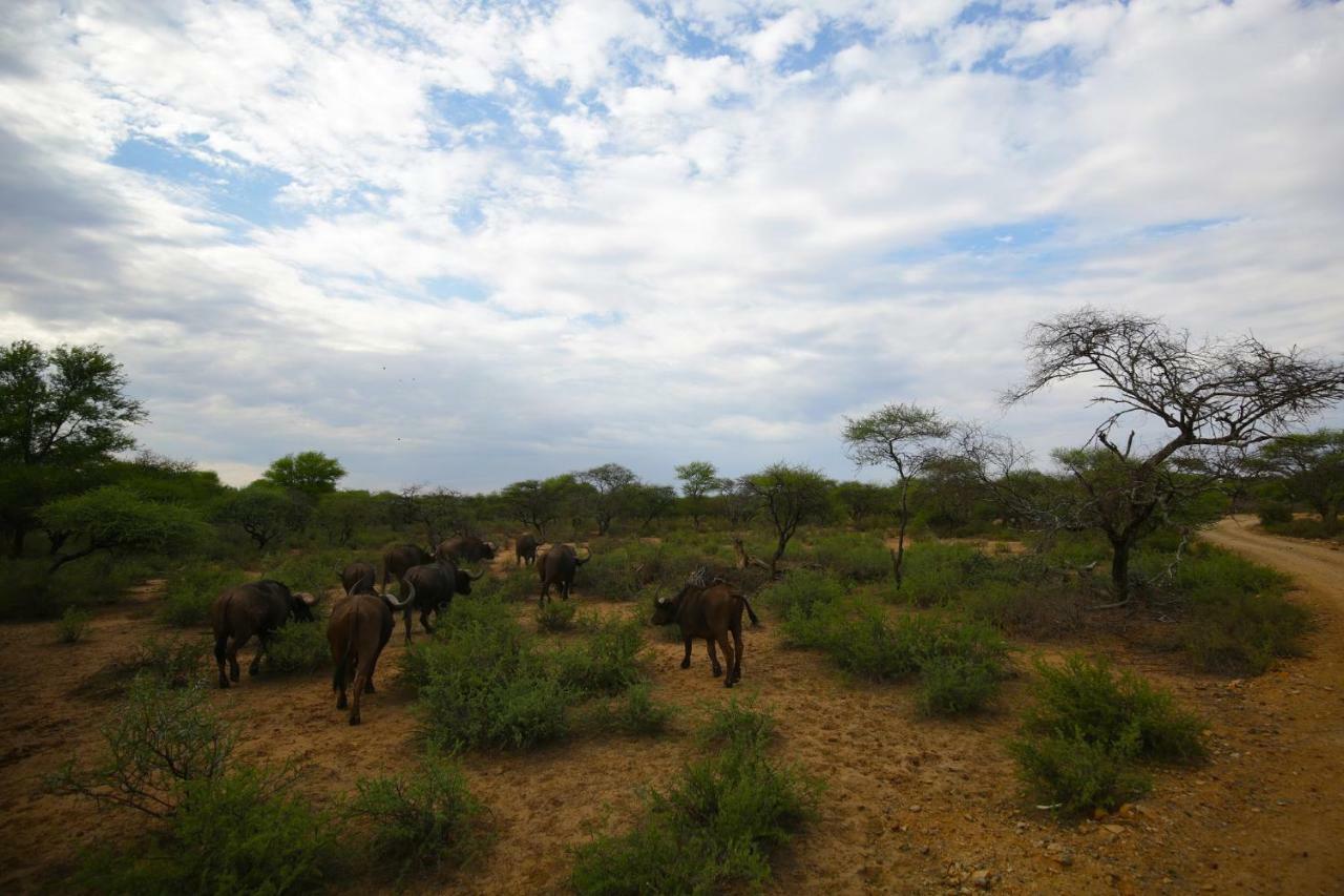 Palala Boutique Game Lodge And Spa Tom Burke Buitenkant foto